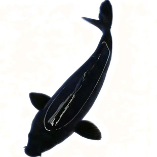 黑彗星草金便宜小鱼黑草活黑鱼冷水观赏鱼长短尾