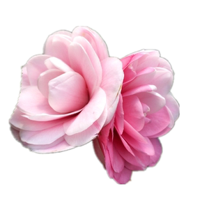 【七仙女】茶花树苗一树多色盆栽品种福建名贵绿植阳台花卉山茶