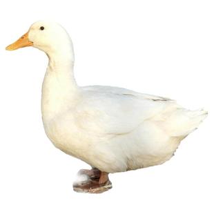 老番鸭土鸭老公鸭散养红脸土番鸭西洋鸭毛重八到十斤整鸭活体现杀