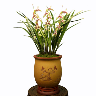 德芳兰业兰花苗建兰夏秋季带花苞黄金彩虹好养花卉绿植物盆景盆栽