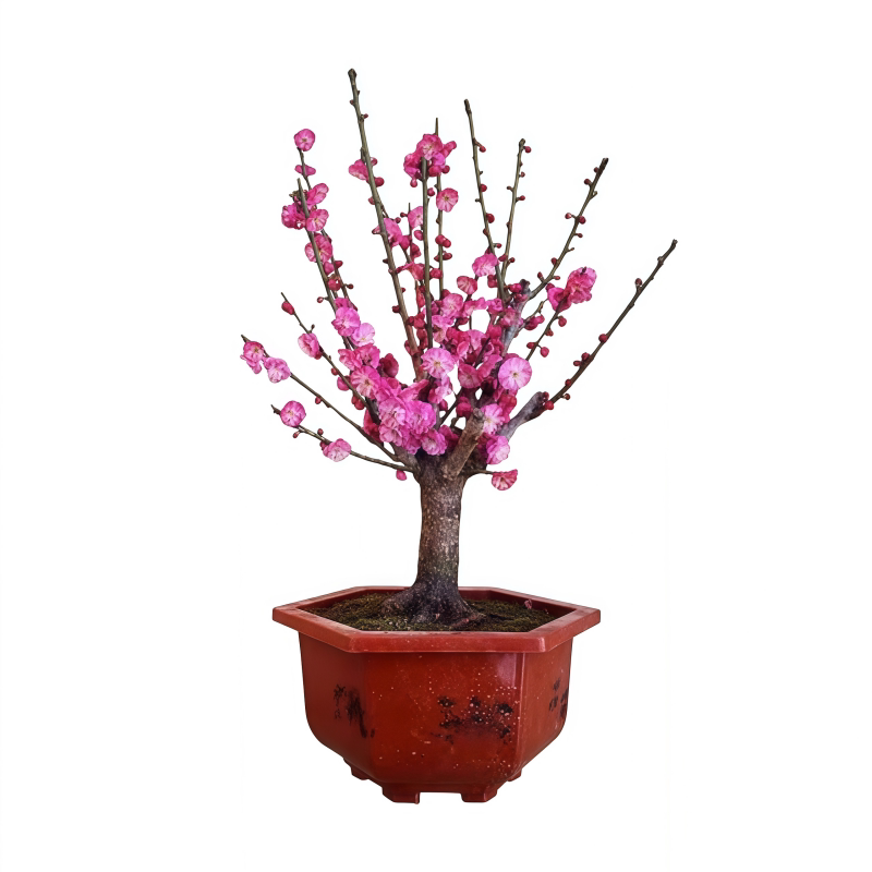 梅花盆栽老桩红梅腊梅老桩盆景树