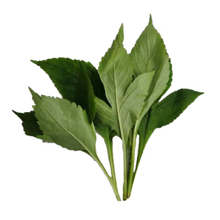 苦菜新鲜苦斋1斤包邮野生苦丁菜绿色煲汤野菜苦斋婆3斤败酱草