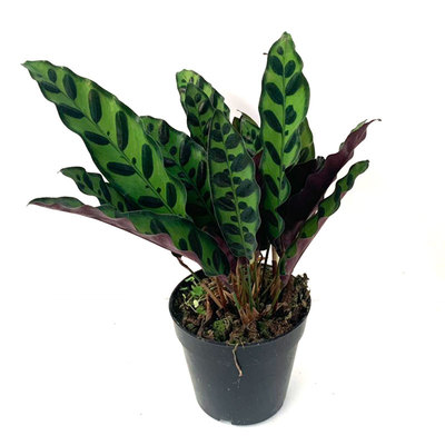 豹纹阳台四季常绿彩叶猫眼竹芋