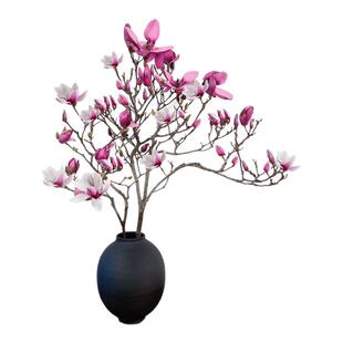 玉兰花鲜切枝带花苞水培植物红梅干枝水养鲜花卉室内好养耐寒盆栽