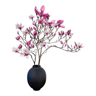 玉兰花鲜切枝带苞水培植物