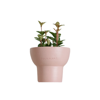 DOLV 豆绿 弦月轮叶豆瓣绿 北欧ins风可爱桌面植物 家居绿植盆栽