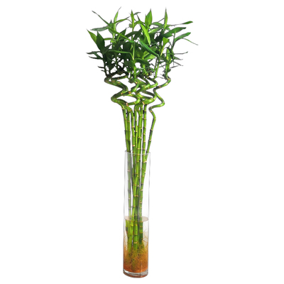 水培节节转运富贵竹植物带根水养