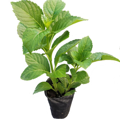 （二）4棵包邮 进口重瓣大花绣球花苗花宝 星手鞠 白寿红安吉莉卡