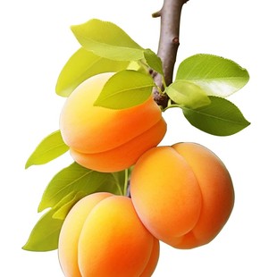 杏树苗特大早熟帝王甜杏子苗南方北方种植盆栽地栽果树苗当年结果