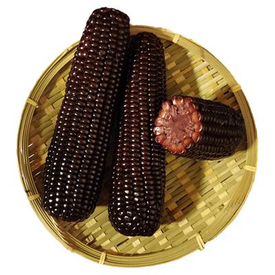 山西忻州青玉黑糯玉米九根大穗装