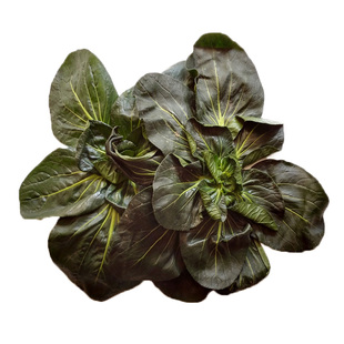 如皋特产黑菜黒塌菜蔬菜露天冬季霜打菜塔菜塌棵菜苏州青农家青菜