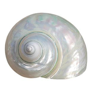 天然海螺贝壳白玉螺去皮白螺鱼缸水族造景寄居蟹卷贝鱼替换繁殖壳