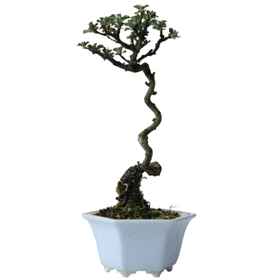 日本红花1号长寿梅观叶观花观果小盆栽茶桌老桩海棠盆景微型小树