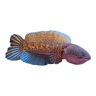 中大型雷龙 雷龙鱼 黄金眼镜蛇雷龙 观赏鱼雷龙鱼眼睛蛇 印度进口