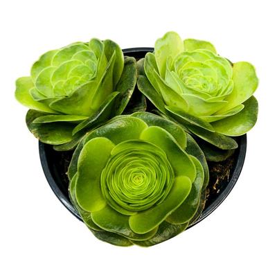 壹分皿山地玫瑰多肉植物