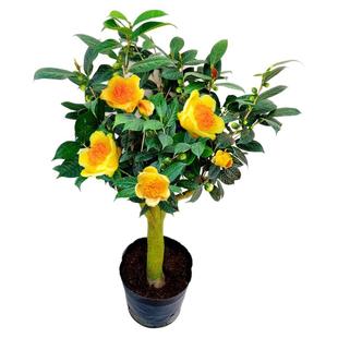 防城金花茶树苗金茶花四季盆栽花卉凹脉黄樽带花苞名贵好养山茶花