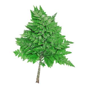 新鲜杨子叶 高山羊齿叶 芒叶10支 花草酒店西餐烘焙摆盘装饰点缀