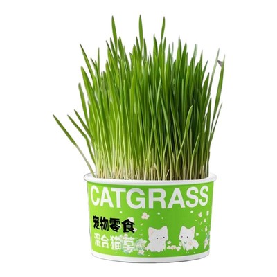 不用买化毛膏【自种猫草】大碗