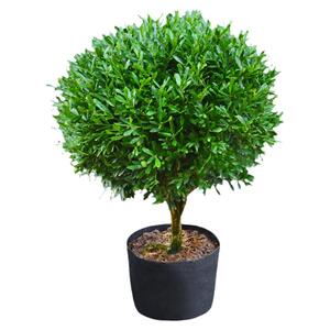 雀舌黄杨庭院花园植物观赏性强