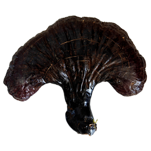 野生松杉灵芝正品长白山林下赤灵芝林芝干货整朵中药材泡酒500克