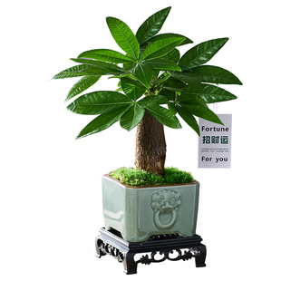 发财树小盆栽室内绿植办公室桌面好养玄关摆件中式禅意招财运盆景