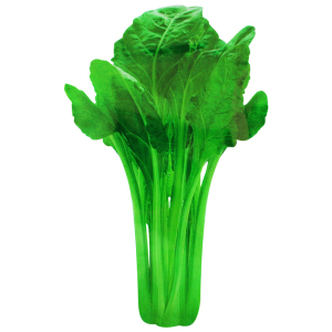 根达菜种子种籽牛皮菜厚皮菜阳台庭院蔬菜四季种植重庆菜籽莙荙菜