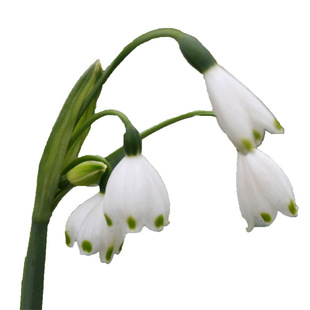 10颗雪片莲种球进口蓝铃花耐寒盆栽当年开花四季花卉百合花多年生