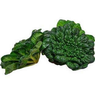 乌塌菜种子菊花心大白菜种孑黑白菜黑青菜耐寒四季播菜黄心乌种籽