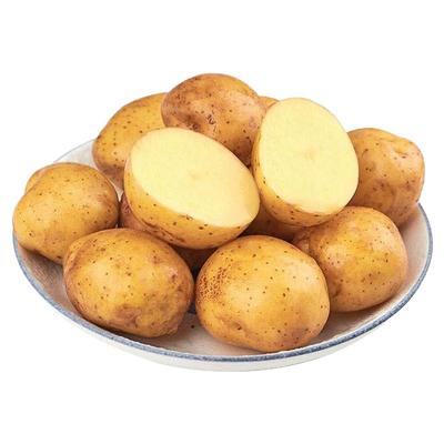 恩施富硒小土豆新鲜现挖黄心土豆