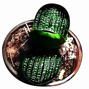 国宝级精品绿花君子兰查尔斯细长叶纯绿裤小苗室内盆栽正品平长尾