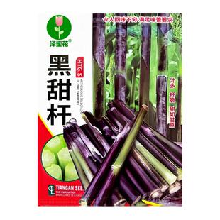 黑甜杆种子超甜黑皮甘蔗种籽糖度高南北方种植甜高粱籽种水果种孑