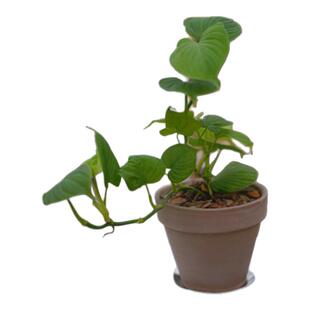 PHYSIS绿色心脏」秘鲁蔓绿绒室内超耐阴盆栽净化空气美观垂藤