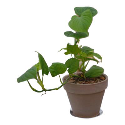 秘鲁蔓绿绒室内净化空气耐阴垂藤