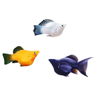 玛丽球鱼 玛丽鱼 胎生鱼 直接下小鱼 新手鱼 好养活 米奇孔雀包邮