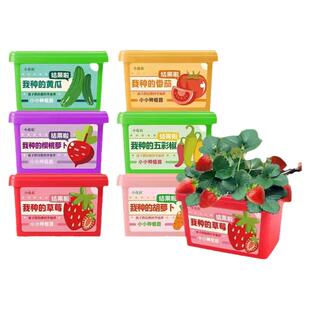 儿童种植小盆栽番茄胡萝卜向日葵幼儿园学生观察植物草莓花种子