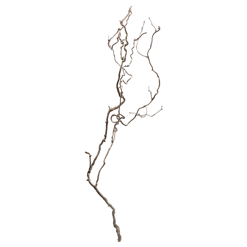 龙枣枝中日式插花材料天然干树枝侘寂风家居室内枯枝摆件造型装饰