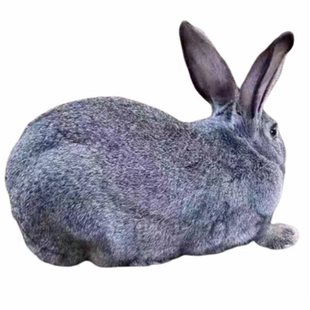 比利时兔活物纯种大型肉兔散养公母种兔家养食用1斤兔苗活体兔子