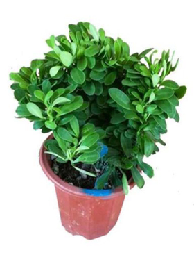 多肉植物玉麒麟盆栽麒麟掌观赏
