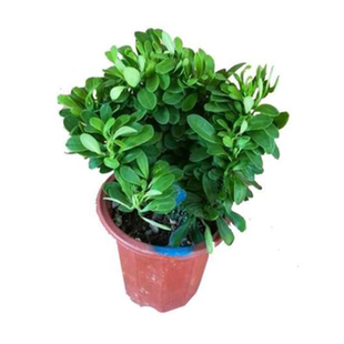 多肉植物玉麒麟盆栽花卉仙人掌麒麟掌观赏盆栽室内多肉净化空气