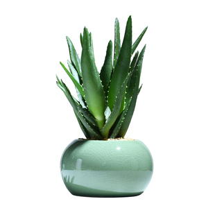 芦荟桌面绿植创意多肉盆栽办公室好养活植物室内四季常青创意花卉
