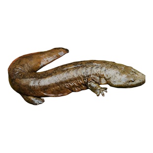 娃娃鱼鲜活食用活体大鲵人工养殖活娃娃鱼滋补鲜活水产包邮批发