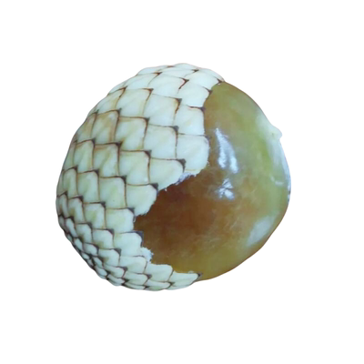 当季美味云南野生藤蔑果现摘现蛇皮果酸果孕妇水果新鲜白皮果