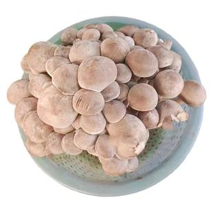 云南生鲜一窝菌北风菌一窝鸡新鲜食用菌菇蘑菇做火锅炒菜炖汤包邮