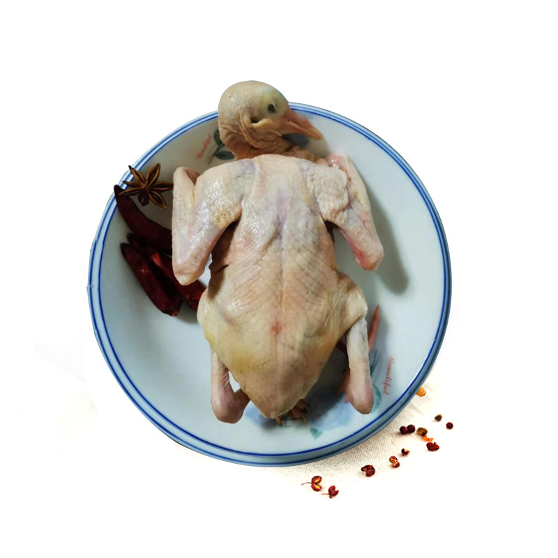 新鲜乳鸽生鲜鸽子肉现杀农家散养乳鸽