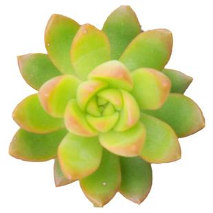 黄丽 多肉植物奇趣植物小盆栽肉肉花卉绿植盆栽