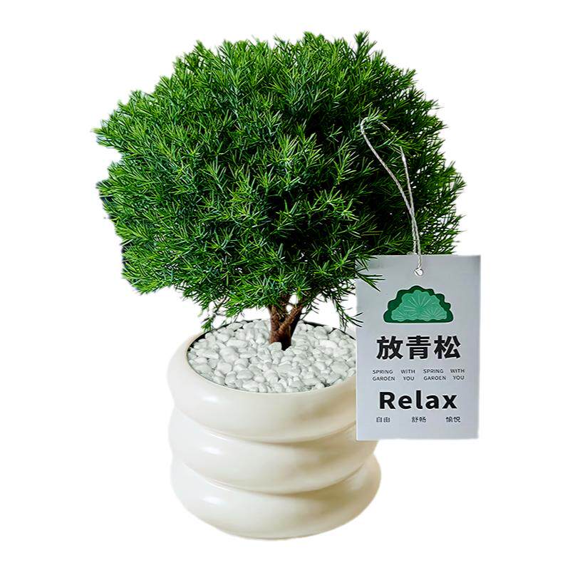 放青松绿植雾松室内客厅小盆栽放轻松雾凇办公室桌面植物摆件解压