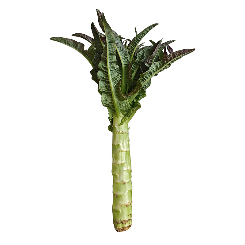 云南紫叶莴笋新鲜露天绿肉莴苣绿心应季蔬菜农家自种香笋火锅蔬菜