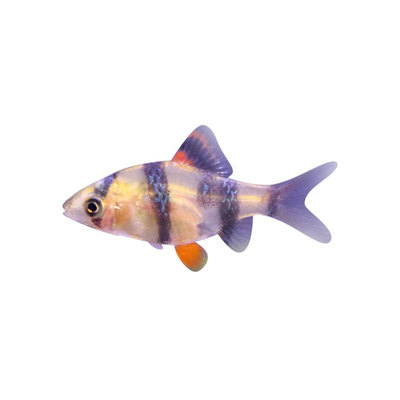 虎皮鱼观赏热带鱼小型活体群游鱼