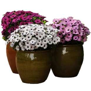 南非万寿菊花种子蓝目菊非洲菊万寿菊庭院阳台盆栽四季易种花种籽