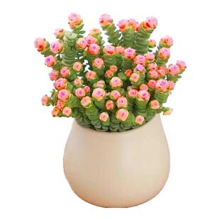 招财多肉植物彩色钱串盆栽办公室内桌面花卉好养活美观带盆带土